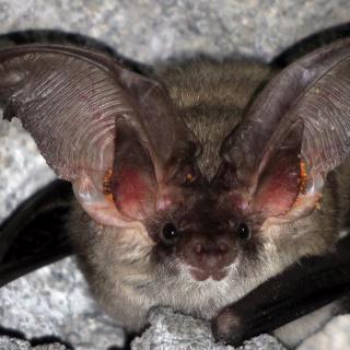 Balkan long-eared bat [Plecotus kolobatovici (Dulic, 1980)]