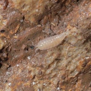 One of the cave isopods (woodlice, 𝘛𝘳𝘪𝘤𝘩𝘰𝘯𝘪𝘴𝘤𝘶𝘴 sp.)