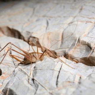 The cave cricket Dolichopoda vandeli Boudou-Saltet, 1970