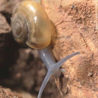 The troglophilc snail Schistophallus samius (E. von Martens, 1889)