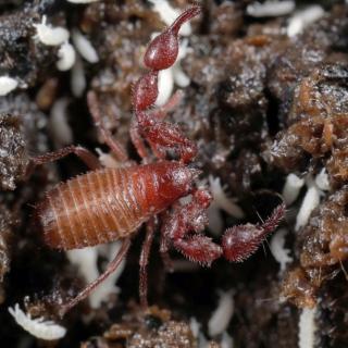 A pseudoscorpion (Lasiochernes sp.) surrounded by tens of tiny springtails (Collembola) on a pile of bat guano