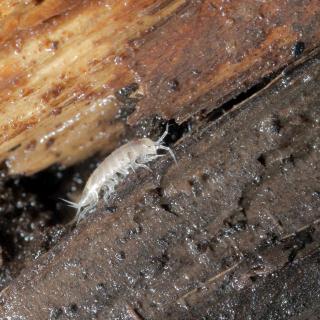 The troglophilic isopod (woodlouse) Trichoniscus sp. 