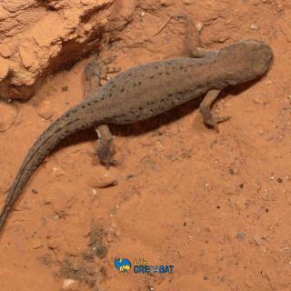 An alpine newt [Ichthyoasura alpestris (Laurenti, 1768)], dweller or visitor of the cave?