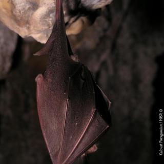 Lesser horsheshoe bat [Rhinolophus hipposideros (Bechstein, 1800)