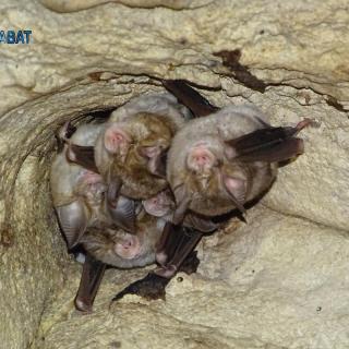 A group of Blasius horseshoe bats {Rhinolophus blasii (Peters, 1866)]