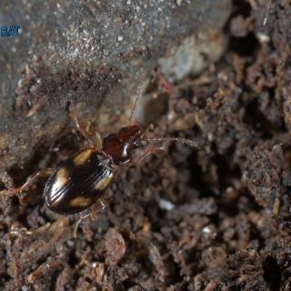 One of the two known beetles of the cave