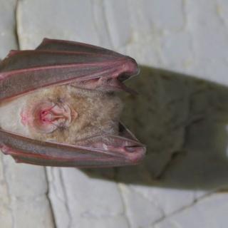 Greater horseshoe bat [Rhinolophus ferrumequinum (Schreber, 1774)]