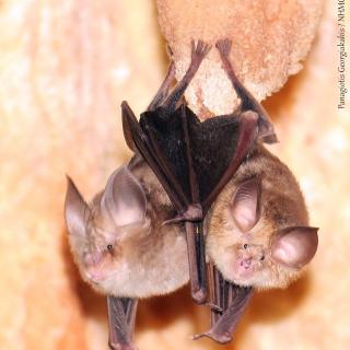 A couple of Mediterranean horsheshoe bats (𝘙𝘩𝘪𝘯𝘰𝘭𝘰𝘱𝘩𝘶𝘴 𝘦𝘶𝘳𝘺𝘢𝘭𝘦 Blasius, 1853).