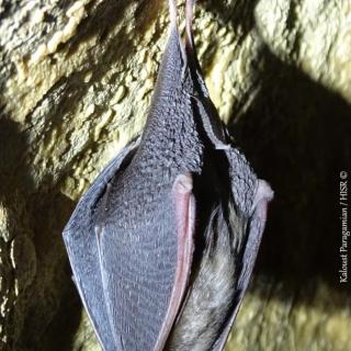 Lesser horseshoe bat [Rhinolophus hipposideros (Bechstein, 1800)]