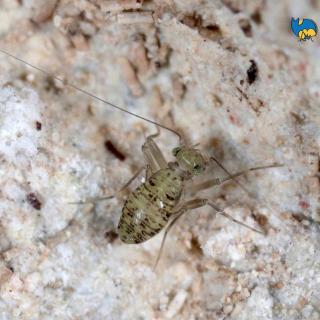 The psocoptera (booklice) species Prionoglaris stygia Enderlein, 1909 — in Omalós, Khania, Greece.