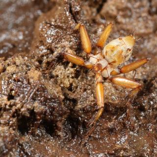 A parasitic bat fly of the genus Nycteribia. A common bat parasite.