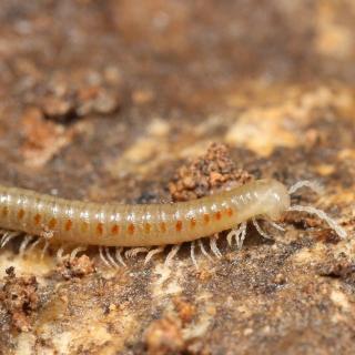 The blind millipede (Diplopoda, 𝘛𝘺𝘱𝘩𝘭𝘰𝘪𝘶𝘭𝘶𝘴 sp.) of the cave.