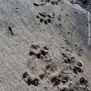 Otter (Loutra loutra) footprints