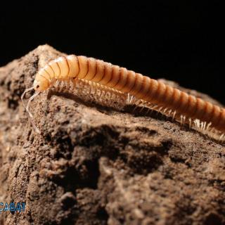 Διπλόποδο του γένους ?????????????? (Schizopetalidae)