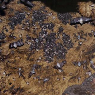 A mixed colony of bats from the genera Myotis and Rhinolophus