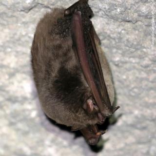 Bent-winged bat [Miniopterus schreibersii (Kuhl, 1817)]