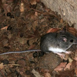 Eastern broad-toothed field mouse [Apodemus mystacinus (Danford and Alston, 1877)]