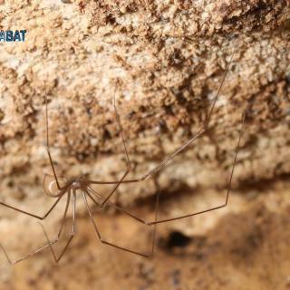 The spider Hoplopholcus labyrinthi (Kulczynski, 1903)