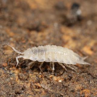 The cavernicolus woolouse (Isopoda, 𝘈𝘭𝘱𝘪𝘰𝘯𝘪𝘴𝘤𝘶𝘴 𝘵𝘩𝘳𝘢𝘤𝘪𝘤𝘶𝘴 Andreev, 1986).