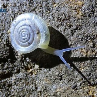 The snail 𝘉𝘢𝘭𝘤𝘢𝘯𝘰𝘥𝘪𝘴𝘤𝘶𝘴 𝘤𝘦𝘳𝘣𝘦𝘳𝘶𝘴 A. Riedel, 1985, was initially described from the Cyclop's cave. Since then, it has been found elsewhere.
