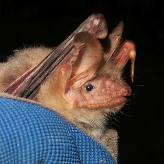 Μία τρανομυωτίδα ποζάρει στο φακό...