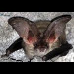 Balkan long-eared bat [Plecotus kolobatovici (Dulic, 1980)]